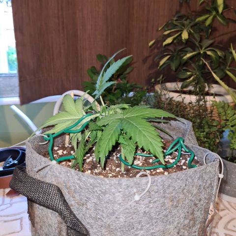 Mandarin Punch auto  growlog photo: Beginning LST 😬