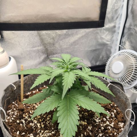 Mandarin Punch auto  growlog photo: Beginning LST 😬