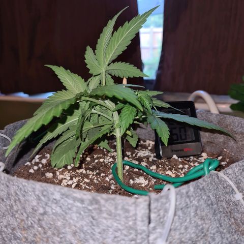 Mandarin Punch auto  growlog photo: Beginning LST 😬