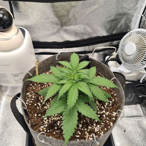 Mandarin Punch auto  growlog photo: Beginning LST 😬