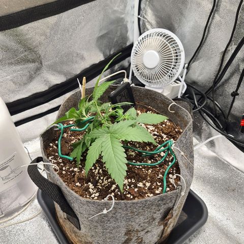 Mandarin Punch auto  growlog photo: Beginning LST 😬