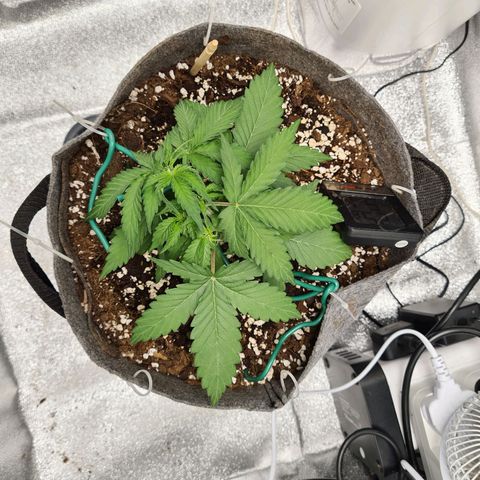 Mandarin Punch auto  growlog photo: LST the morning after 1st tie down