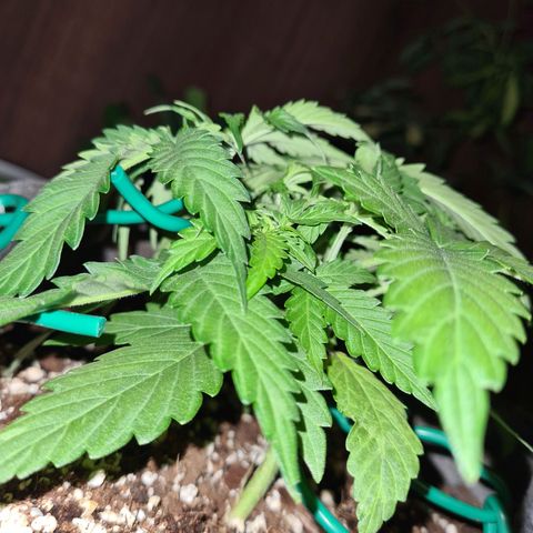 Mandarin Punch auto  growlog photo: Adjusting well to LST