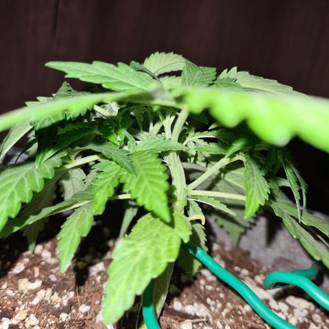 Mandarin Punch auto  growlog photo: Adjusting well to LST