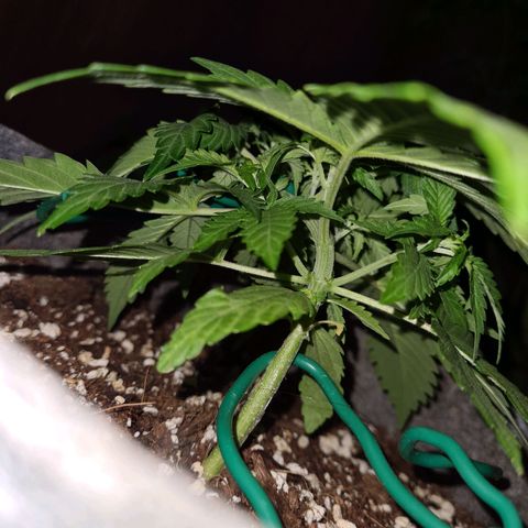 Mandarin Punch auto  growlog photo: Adjusting well to LST