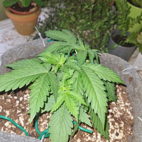 Mandarin Punch auto  growlog timeline photo