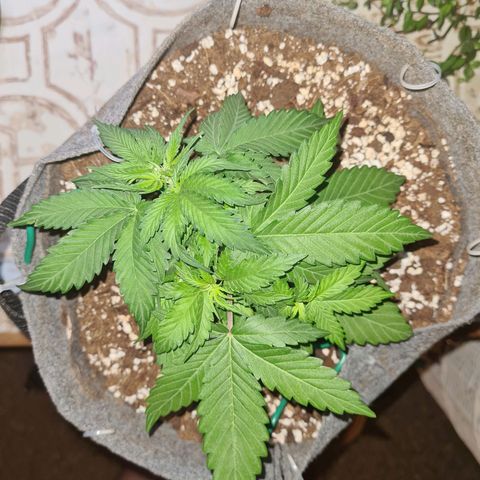 Mandarin Punch auto  growlog timeline photo