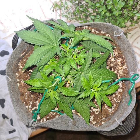 Mandarin Punch auto  growlog timeline photo