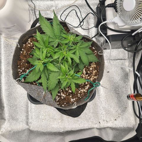 Mandarin Punch auto  growlog timeline photo