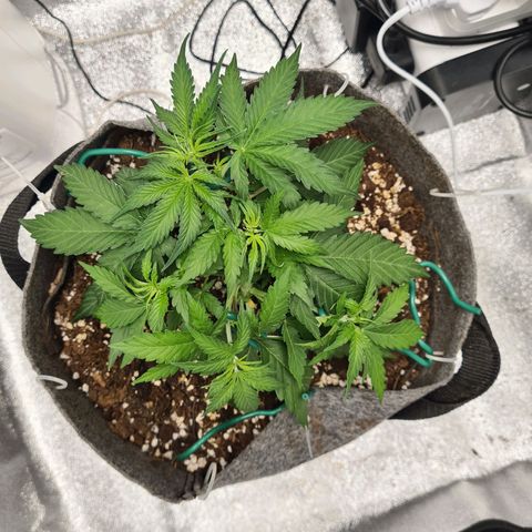 Mandarin Punch auto  growlog photo: 😎