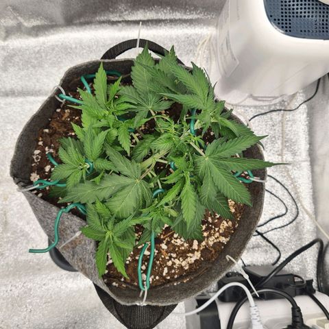 Mandarin Punch auto  growlog timeline photo