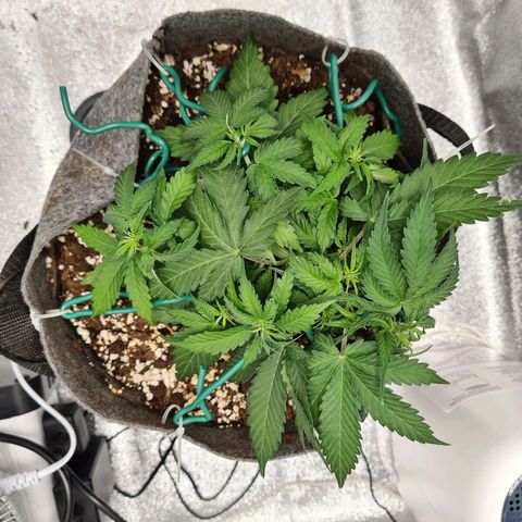 Mandarin Punch auto  growlog photo: taken at the end of the day.