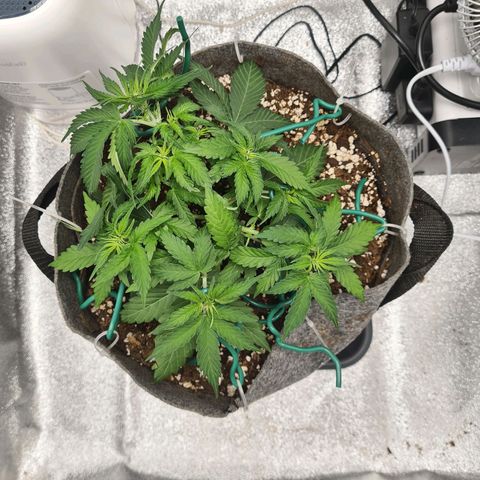 Mandarin Punch auto  growlog photo: First small amount of defoliation, removed 3 or 4 large fan leaves to allow light and air in