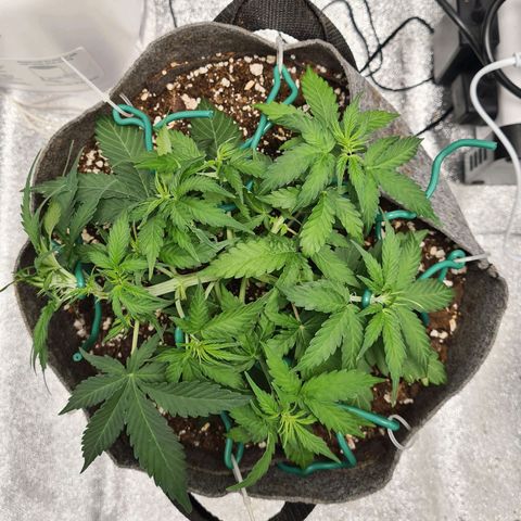 Mandarin Punch auto  growlog timeline photo