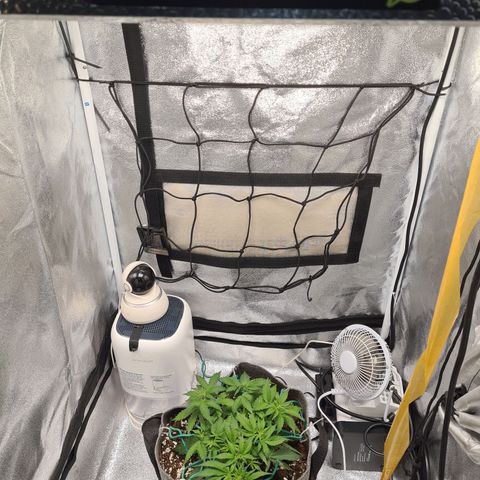 Mandarin Punch auto  growlog photo: purchased a net for when them stems get heavy 