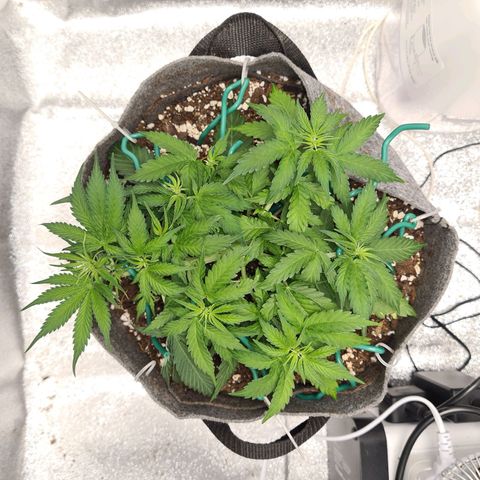 Mandarin Punch auto  growlog timeline photo