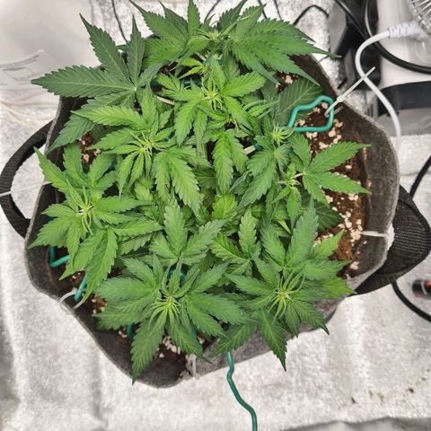 Mandarin Punch auto  growlog photo: filling out nice 😎