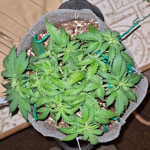 Mandarin Punch auto  growlog timeline photo