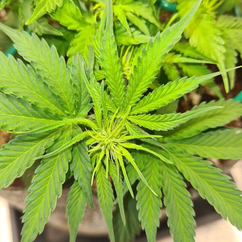 Mandarin Punch auto  growlog photo: Pre flower 🌼 