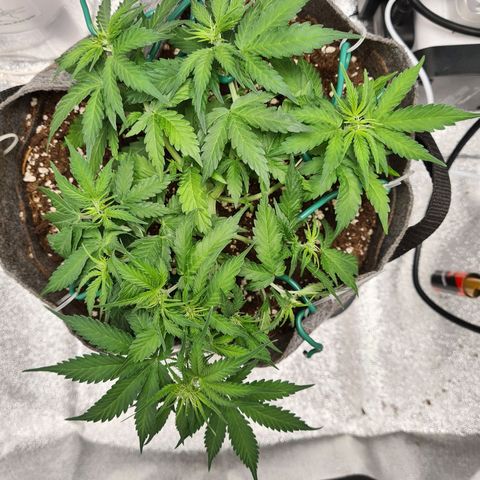 Mandarin Punch auto  growlog photo: Pre flower 🌼 