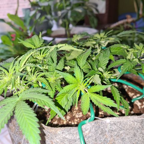 Mandarin Punch auto  growlog photo: Pre flower 🌼 