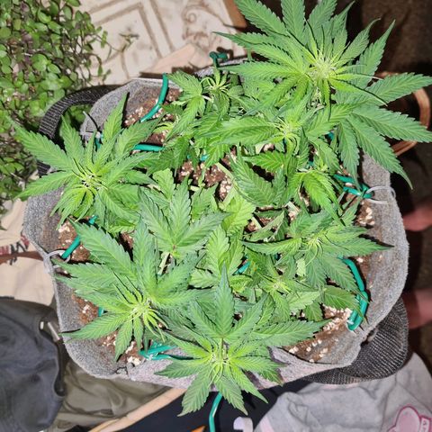 Mandarin Punch auto  growlog timeline photo