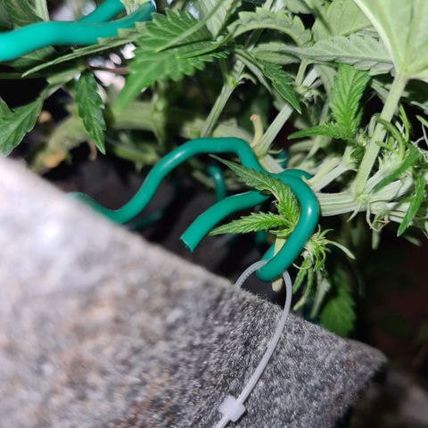 Mandarin Punch auto  growlog timeline photo