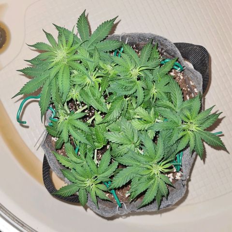 Mandarin Punch auto  growlog timeline photo