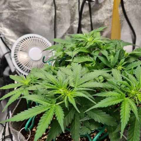 Mandarin Punch auto  growlog photo: Seems to be recovering from the drowning 🤣