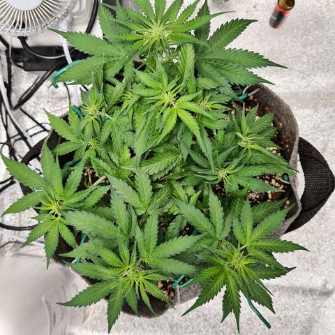 Mandarin Punch auto  growlog photo: Seems to be recovering from the drowning 🤣