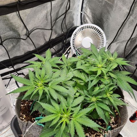 Mandarin Punch auto  growlog photo: Seems to be recovering from the drowning 🤣