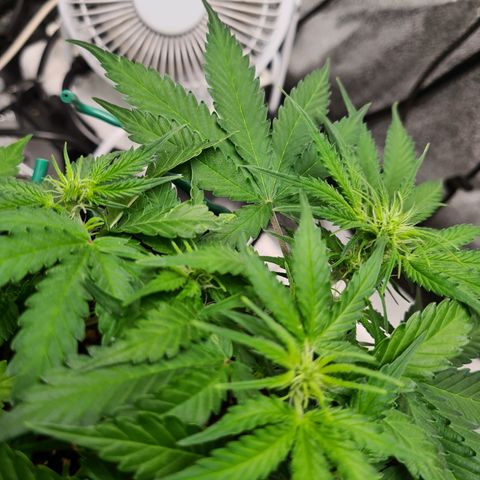 Mandarin Punch auto  growlog photo: Seems to be recovering from the drowning 🤣