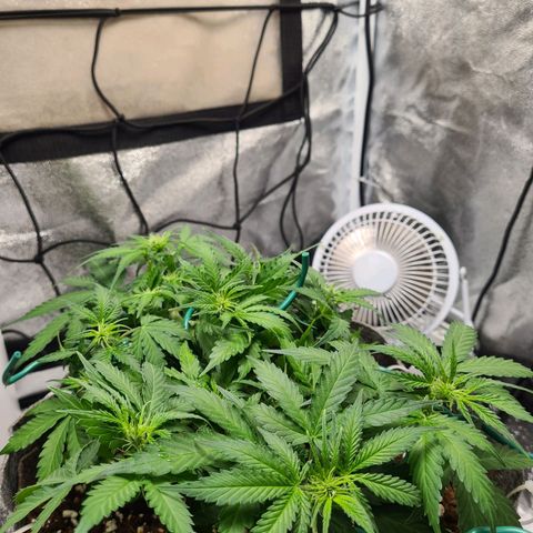 Mandarin Punch auto  growlog photo: Small bit of adjusting today really need her to start stretching so I can maneuver some branches