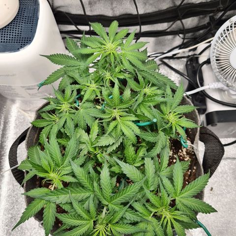 Mandarin Punch auto  growlog photo: Small bit of adjusting today really need her to start stretching so I can maneuver some branches