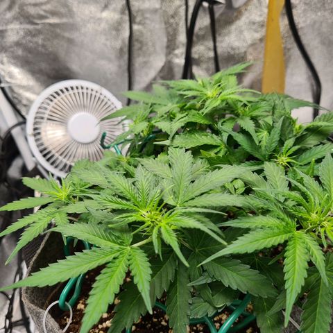 Mandarin Punch auto  growlog timeline photo
