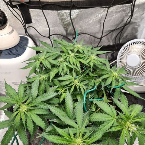 Mandarin Punch auto  growlog timeline photo