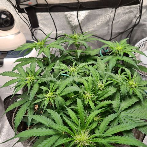 Mandarin Punch auto  growlog timeline photo