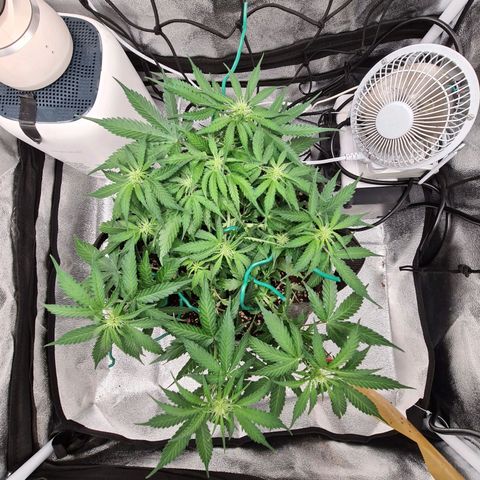 Mandarin Punch auto  growlog timeline photo