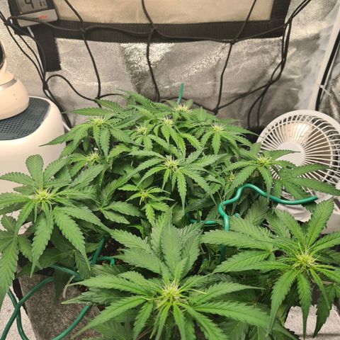 Mandarin Punch auto  growlog timeline photo