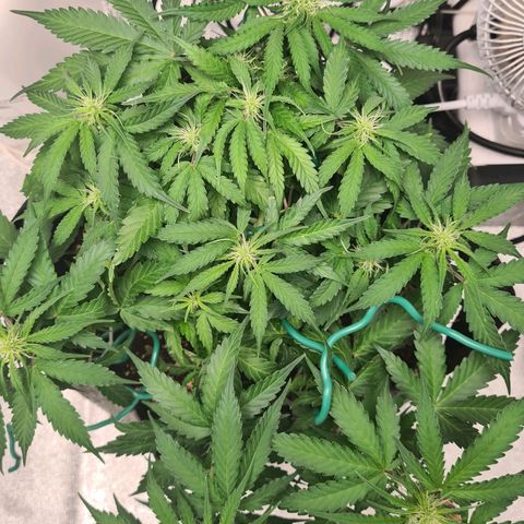 Mandarin Punch auto  growlog timeline photo
