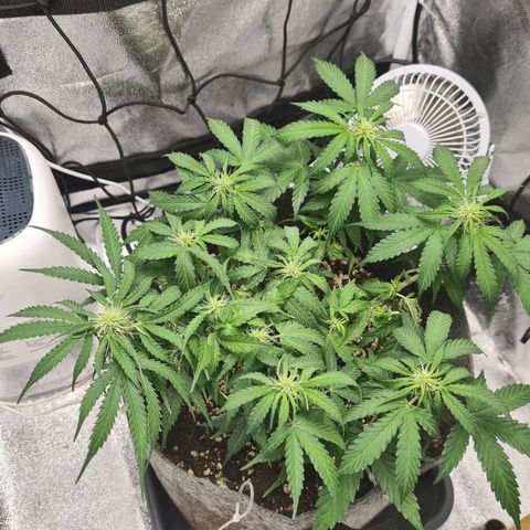 Mandarin Punch auto  growlog photo: Removed ties and did some defoliation will see how she grows and replace ties if needed