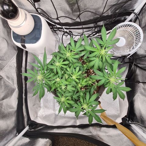 Mandarin Punch auto  growlog photo: Removed ties and did some defoliation will see how she grows and replace ties if needed