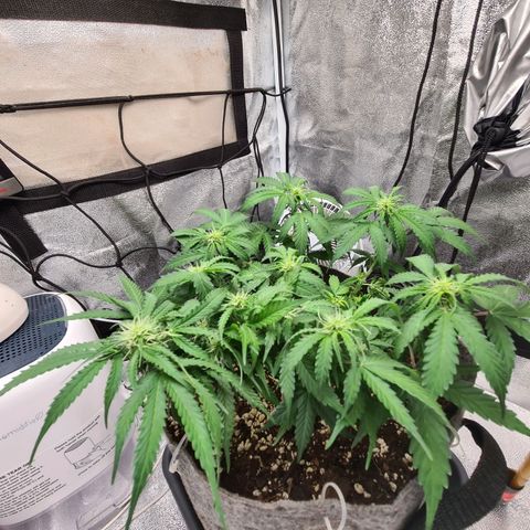 Mandarin Punch auto  growlog photo: Removed ties and did some defoliation will see how she grows and replace ties if needed
