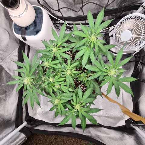 Mandarin Punch auto  growlog timeline photo