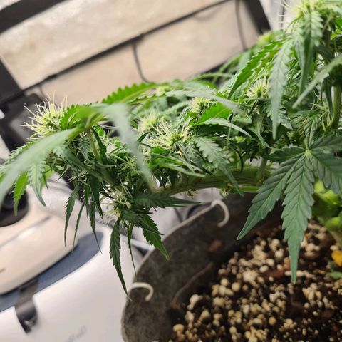 Mandarin Punch auto  growlog timeline photo