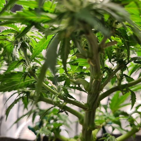 Mandarin Punch auto  growlog timeline photo
