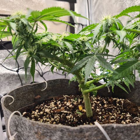 Mandarin Punch auto  growlog timeline photo
