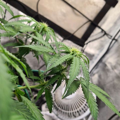 Mandarin Punch auto  growlog timeline photo