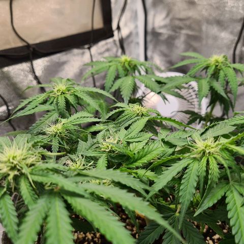 Mandarin Punch auto  growlog timeline photo