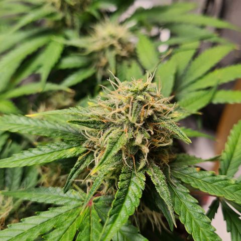 Mandarin Punch auto  growlog timeline photo